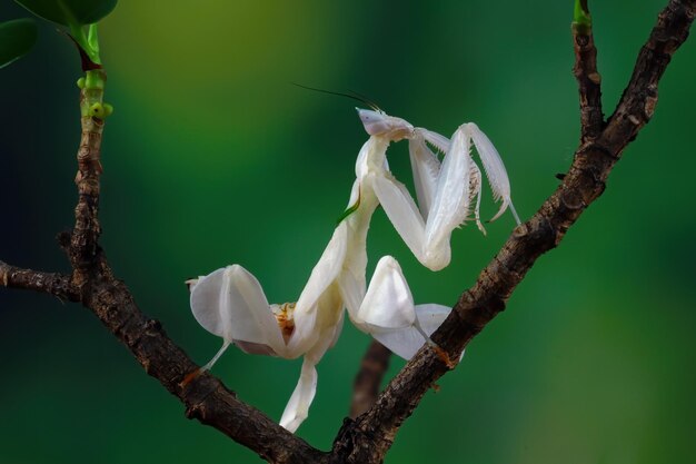 Orquídeas mantis en rama con fondo natural