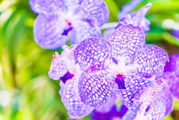 Foto gratuita orquídeas moradas de cerca