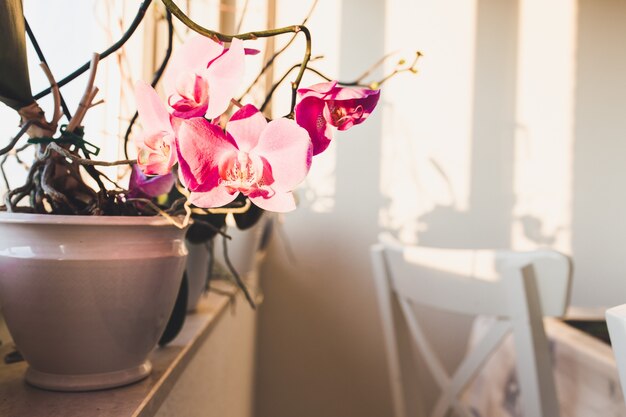 orquídeas rosadas en un jarrón en un alféizar con sillas blancas