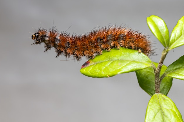 Foto gratuita oruga marrón en hoja verde