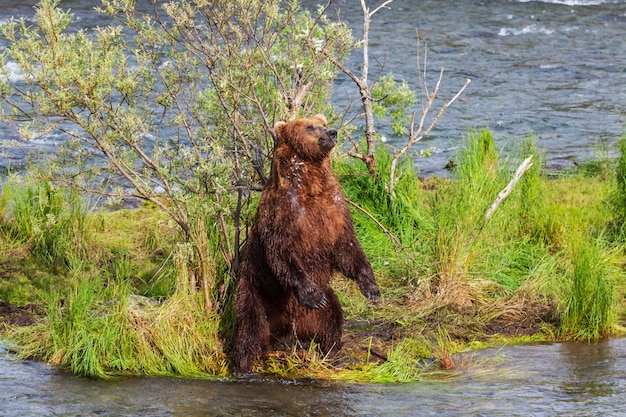 Oso en Alaska