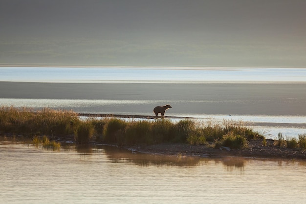 Foto gratuita oso en alaska