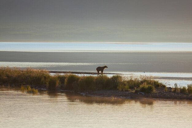 Oso en Alaska