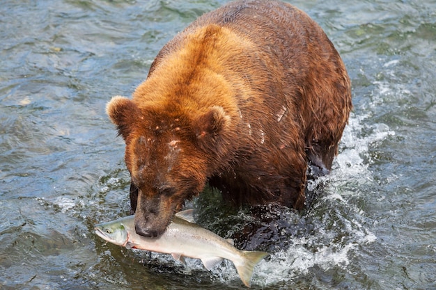 Oso en Alaska