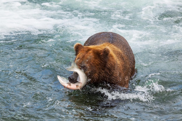 Foto gratuita oso en alaska