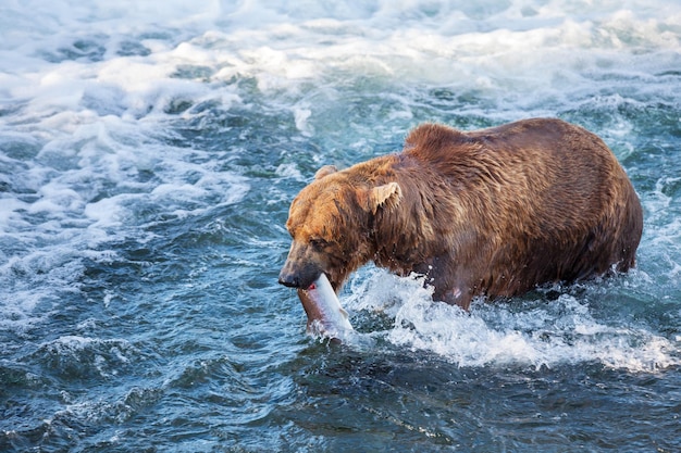 Oso en Alaska