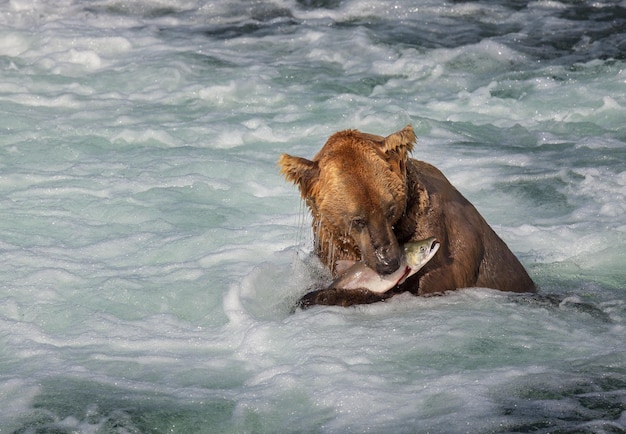 Foto gratuita oso en alaska