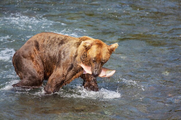 Oso en Alaska