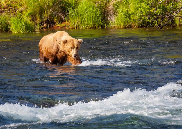 Oso en Alaska