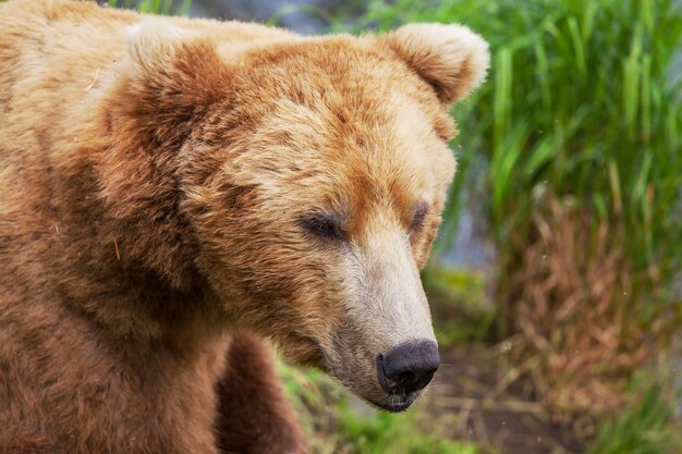 Oso en Alaska