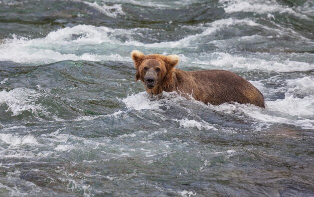 Oso en Alaska