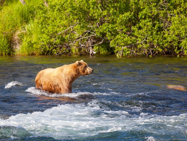 Oso en Alaska