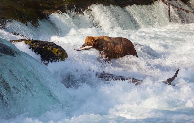 Foto gratuita oso en alaska