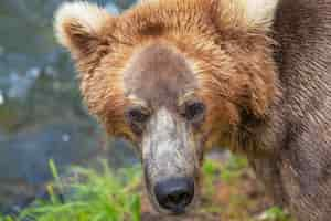 Foto gratuita oso en alaska