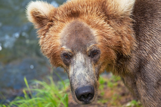 Oso en Alaska