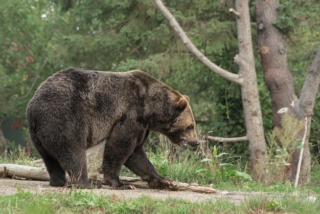 Oso Grizzly caminando por un sendero con un bosque borroso