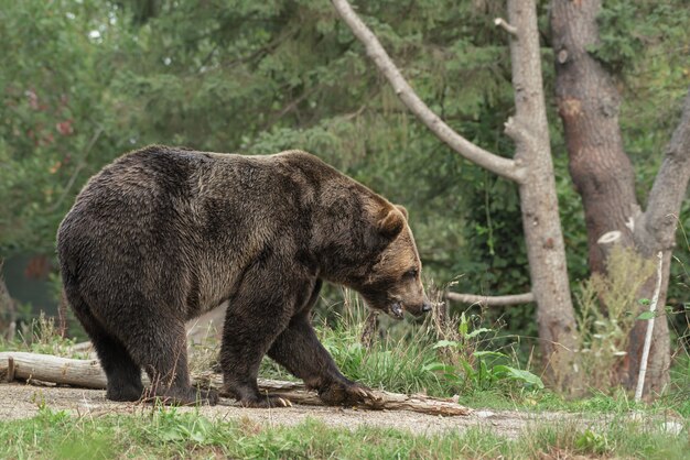 Oso Grizzly caminando por un sendero con un bosque borroso