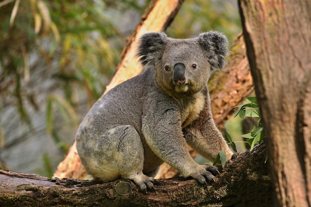 Foto gratuita oso koala en un árbol