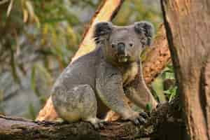 Foto gratuita oso koala en un árbol