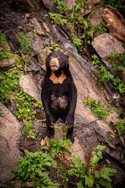 Oso malayo en el hábitat natural. Hermoso tipo de osos más pequeños en el zoológico. Animal raro en cautiverio. Helarctos malayanus.