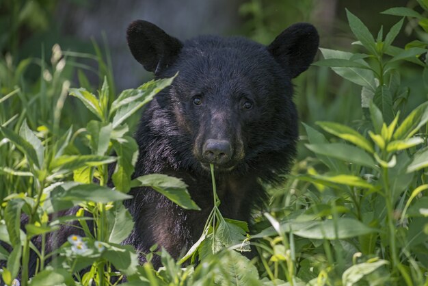 Oso negro americano rodeado de hojas bajo la luz del sol