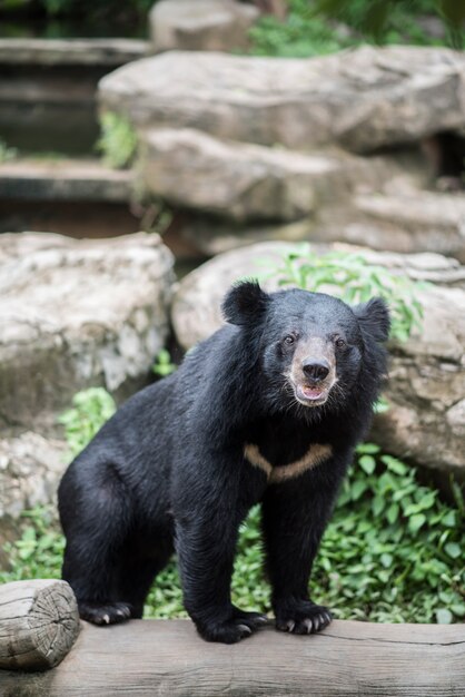 Oso negro asiático