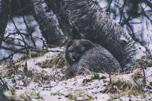 Foto gratuita oso negro sobre la hierba verde durante el día