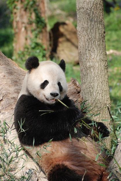 Oso panda apoyado contra un árbol y comiendo brotes de bambú.