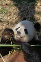 Foto gratuita oso panda gigante acostado de espaldas y comiendo brotes de bambú.