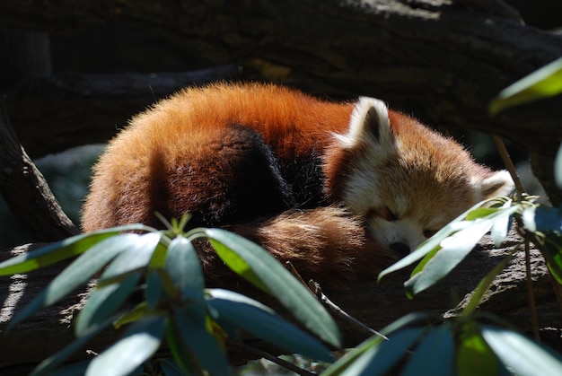 Oso panda rojo acurrucado y durmiendo.