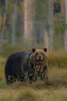 Foto gratuita oso pardo en el hábitat natural de finlandia