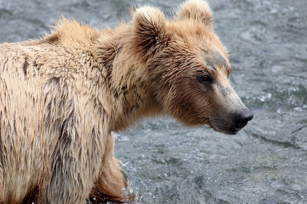 Oso pardo pescar en el río en Alaska