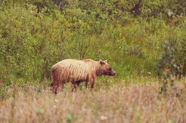 Oso pardo