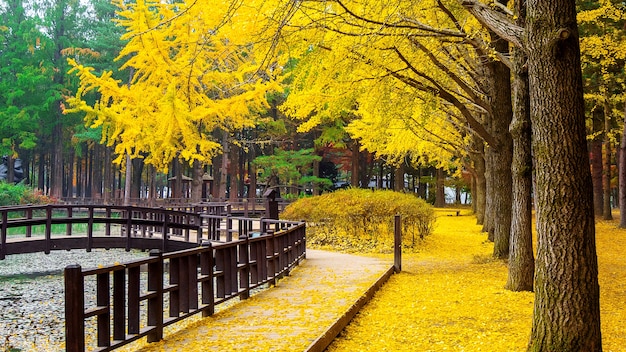 Otoño con árbol de ginkgo en la isla de Nami, Corea.