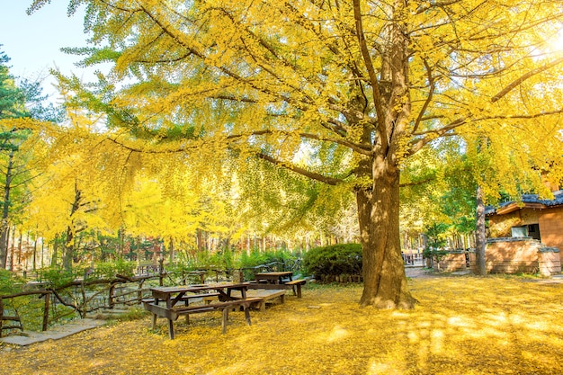 Otoño con árbol de ginkgo en la isla de Nami, Corea.