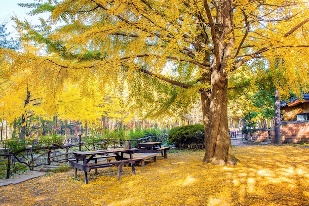 Otoño con árbol de ginkgo en la isla de Nami, Corea.