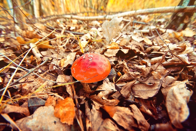 Foto gratuita otoño en el bosque. seta venenosa.