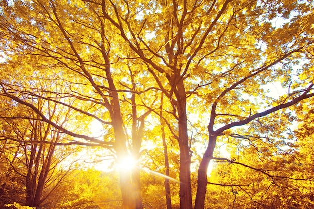 Foto gratuita otoño en el bosque.