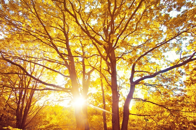 Otoño en el bosque.