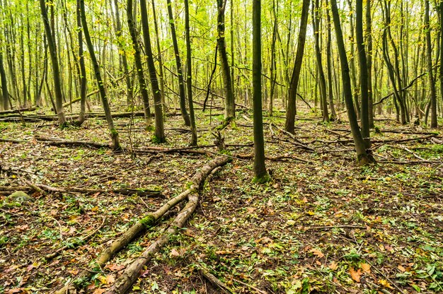 Otoño en el bosque