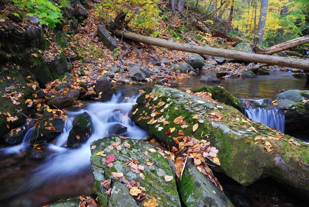 otoño de los bosques