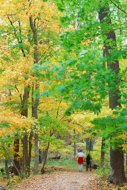 otoño de los bosques