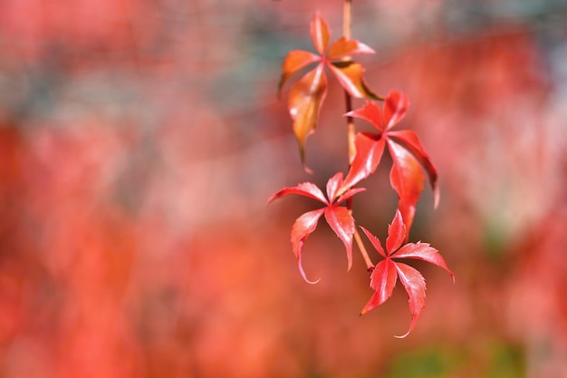 Otoño. Hermosas hojas de colores en los árboles en el tiempo de otoño. Fondo de color estacional natural.