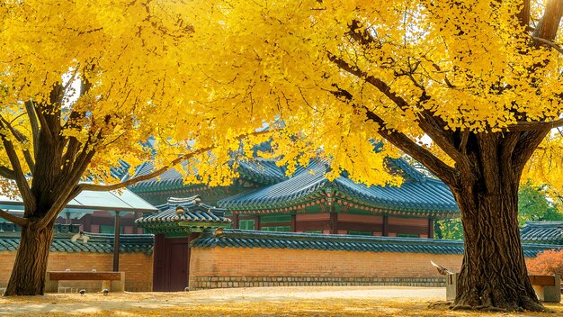 Otoño en Palacio Gyeongbokgung, Corea del Sur