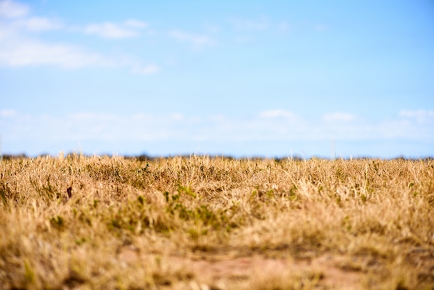 Foto gratuita otoño pradera de fondo