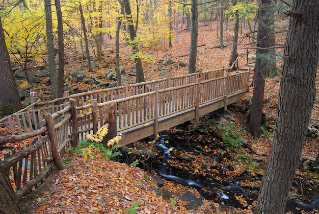 otoño puente