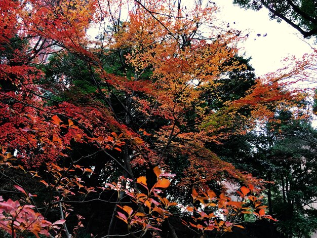 Otoño rojo hojas naturaleza paisaje