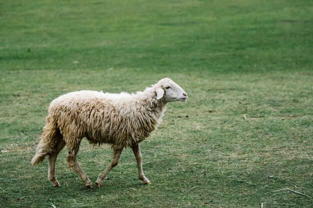 oveja blanca en el parque