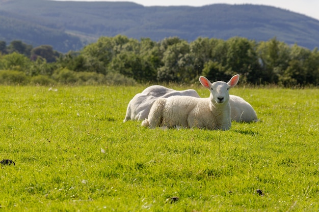 Foto gratuita oveja blanca sentada sobre la hierba verde fresca en el lake district