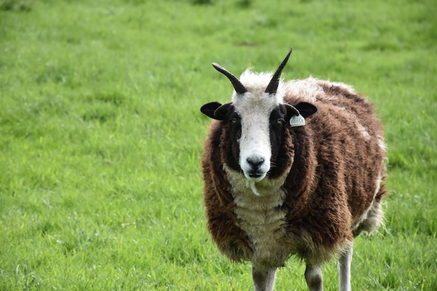 Oveja con cuernos de pie en un exuberante campo de hierba en Inglaterra.